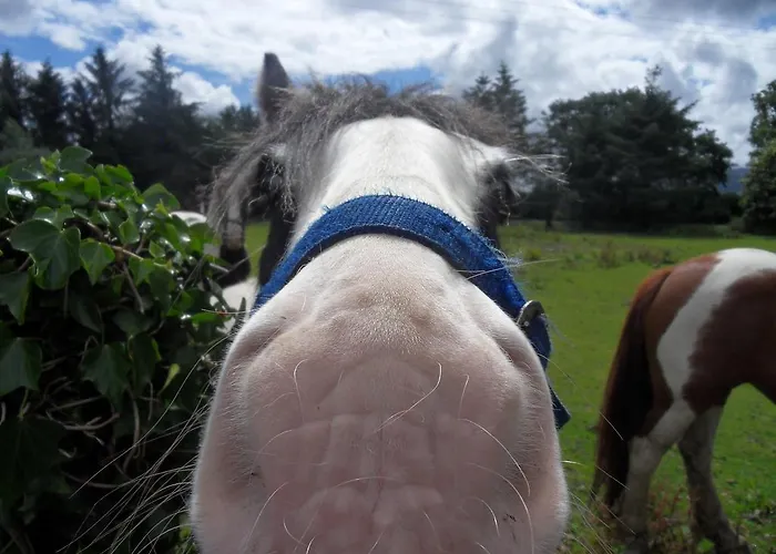 公寓 Ethan House 基拉尼