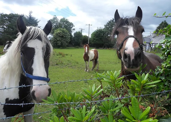 Ethan House 公寓 基拉尼